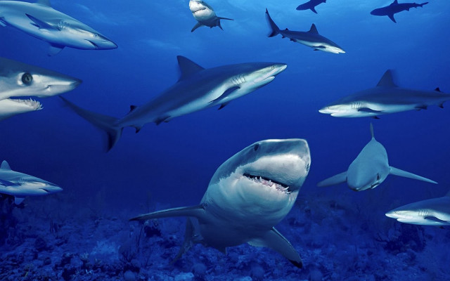 Sharks diver ocean swimming group free wallpaper - medium preview image