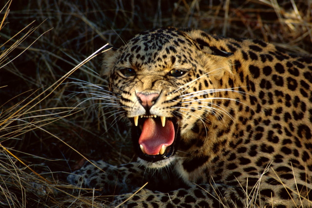 Leopard mouth open teeth wide #4 free wallpaper - medium preview image