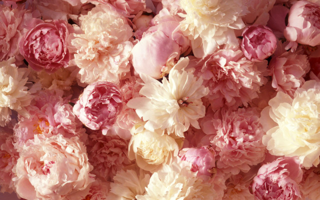 Pink white flowers pile together free wallpaper - medium preview image