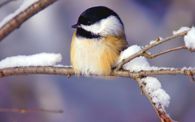 Small bird perched branch snow free wallpaper - medium preview image