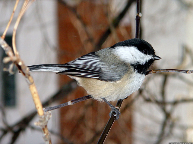 Bird sitting branch tree no free wallpaper - medium preview image