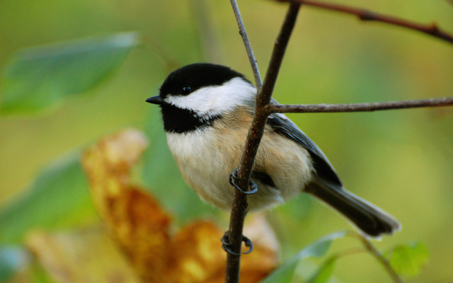 Small bird perched branch tree #8 free wallpaper - medium preview image