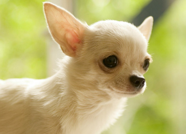 Small white dog brown spot free wallpaper - medium preview image