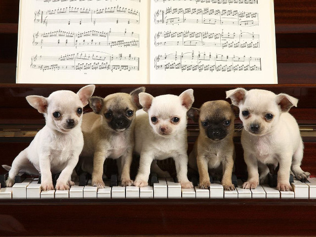 Small dogs piano keyboard sheet free wallpaper - medium preview image
