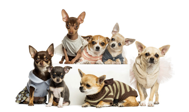 Small dogs group white surface free wallpaper - medium preview image
