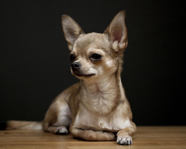 Chihuahua sad dog wooden floor free wallpaper - medium preview image