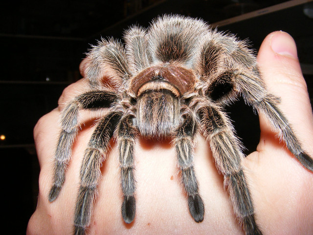 Person holding large spider blurry free wallpaper - medium preview image