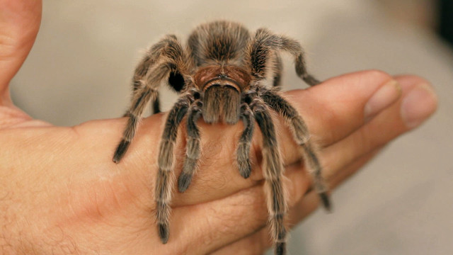 Person holding tarantula realistic 3d free wallpaper - medium preview image