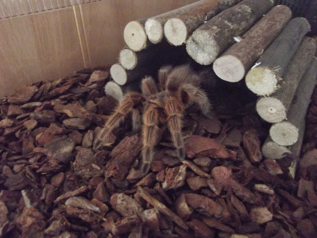 Tarantula crawling wood logs building free wallpaper - medium preview image