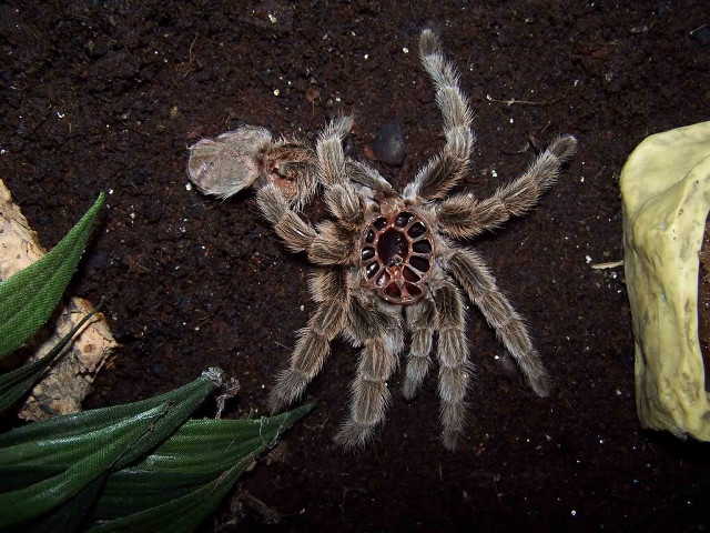 Large spider dirt ground plant free wallpaper - medium preview image