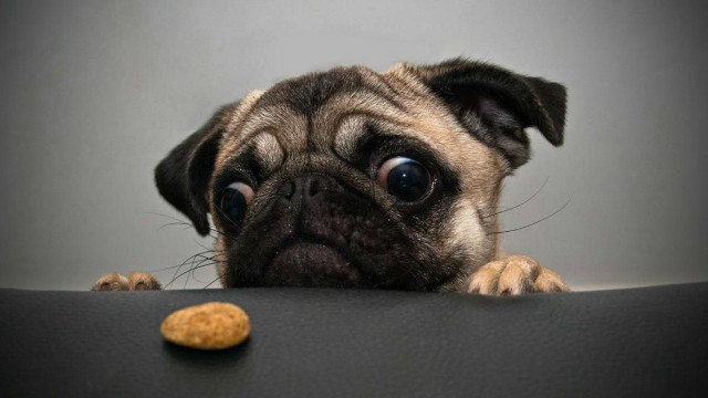 Dog peanut table gray black free wallpaper - medium preview image