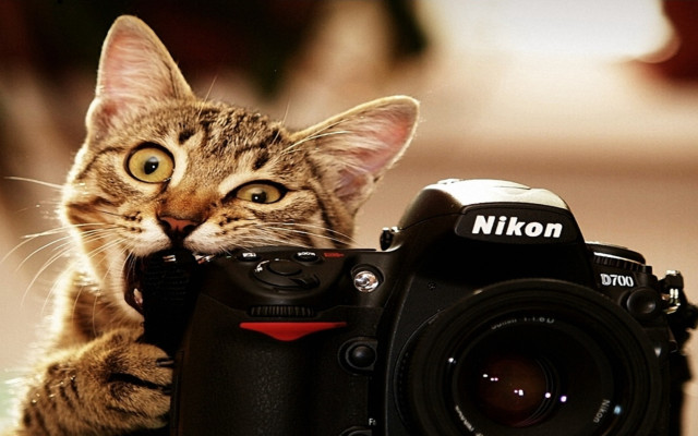 Cat camera macro animal focus free wallpaper - medium preview image