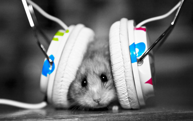 Hamster headphones peeking table mouse free wallpaper - medium preview image