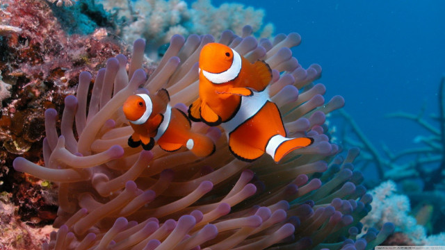 Orange clownfish anemone sea anemone free wallpaper - medium preview image