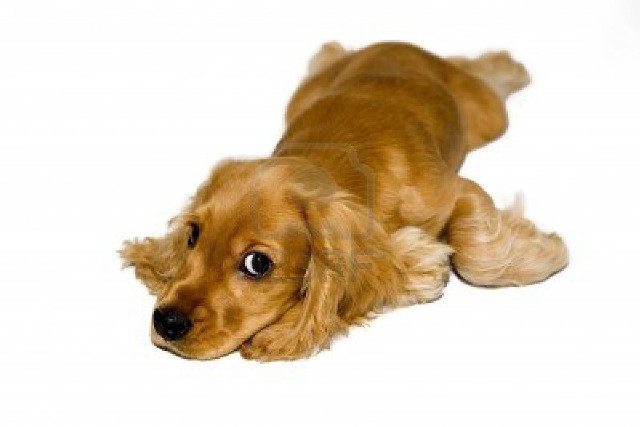 Small dog sad look ground free wallpaper - medium preview image