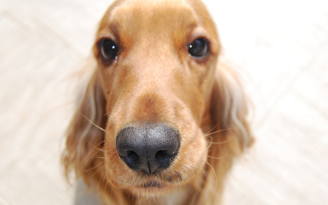 Dog nose fisheye blue eyes free wallpaper - medium preview image