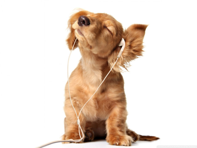 Small dog earbuds listening music free wallpaper - medium preview image