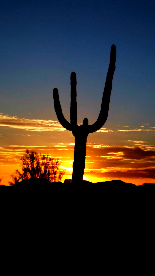 Cactus silhouette sunset desert lone free wallpaper - medium preview image