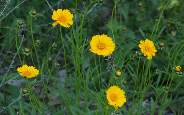 Yellow flower field macro nature free wallpaper - medium preview image