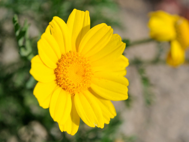Yellow flower green stem blurry free wallpaper - medium preview image
