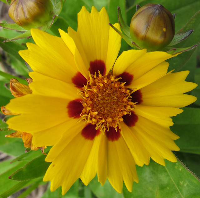 Yellow flower red center summer free wallpaper - medium preview image
