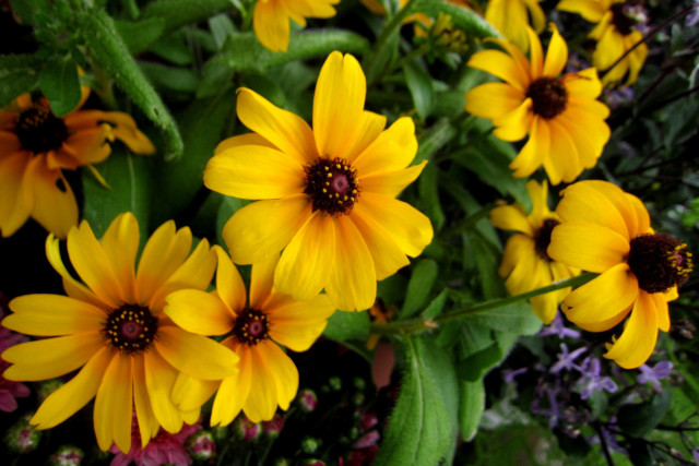 Yellow flowers bouquet vase table free wallpaper - medium preview image