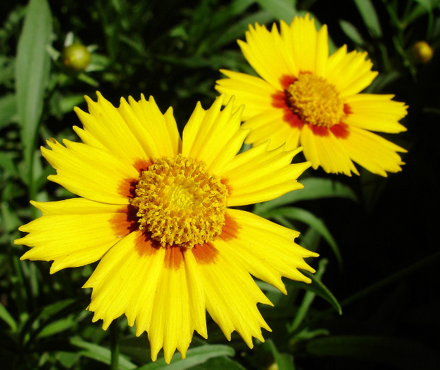 Yellow flower garden blurry macro free wallpaper - medium preview image