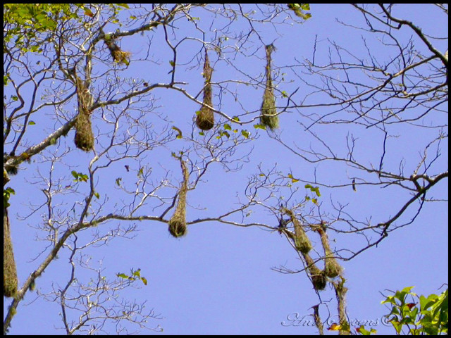 Birds hanging tree sky no free wallpaper - medium preview image