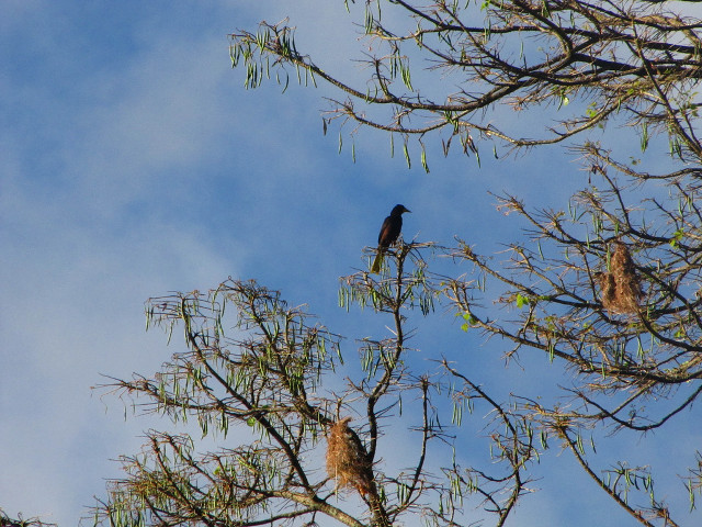 Bird tree branch sky background free wallpaper - medium preview image