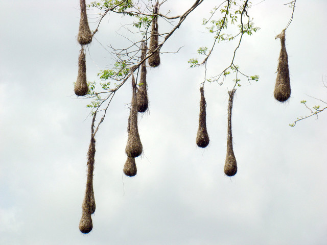 Birds hanging tree branch no free wallpaper - medium preview image