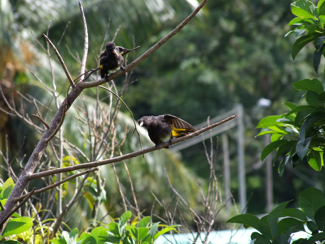 Birds branch tree leaves fence free wallpaper - medium preview image