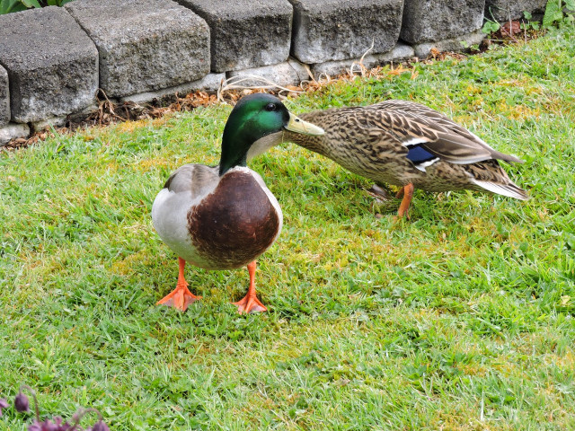 Ducks grassy area brick wall free wallpaper - medium preview image