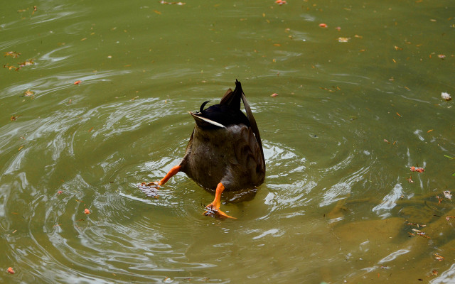 Duck swimming pond leaves water free wallpaper - medium preview image