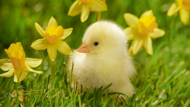 Small white duck grass yellow free wallpaper - medium preview image