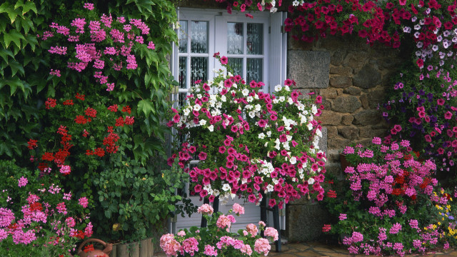 House flowers window white frame free wallpaper - medium preview image