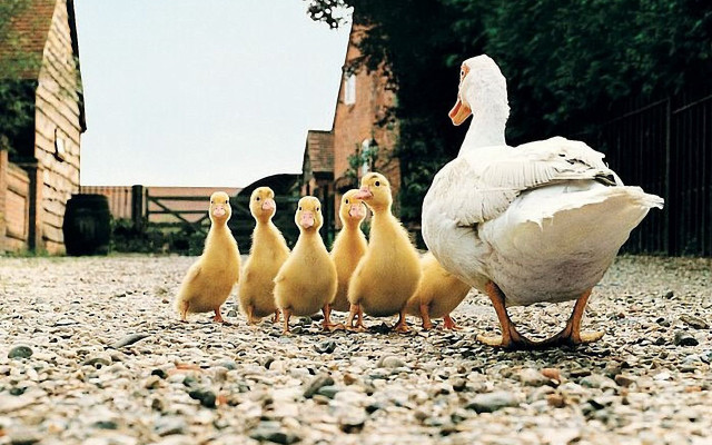 Ducks walking gravel field building free wallpaper - medium preview image