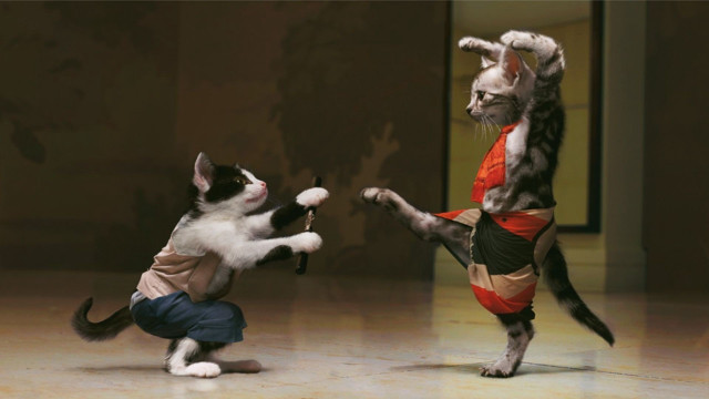Cat kicking cat face fight free wallpaper - medium preview image