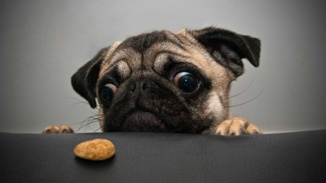 Pug dog table peanut cookie free wallpaper - medium preview image