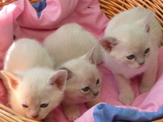 Kittens basket blanket cuddling cozy free wallpaper - medium preview image
