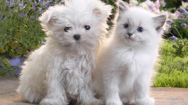 Two white kittens stone slab free wallpaper - medium preview image