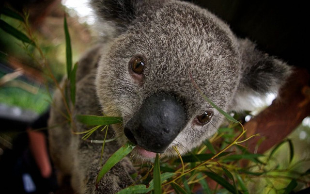 Koala eating leaves tree branch free wallpaper - medium preview image