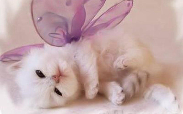White kitten purple butterfly purple free wallpaper - medium preview image