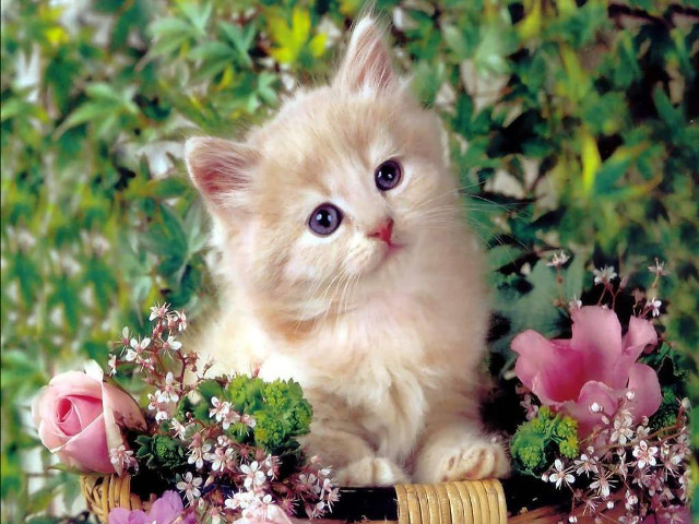Kitten basket flowers greenery wide #2 free wallpaper - medium preview image