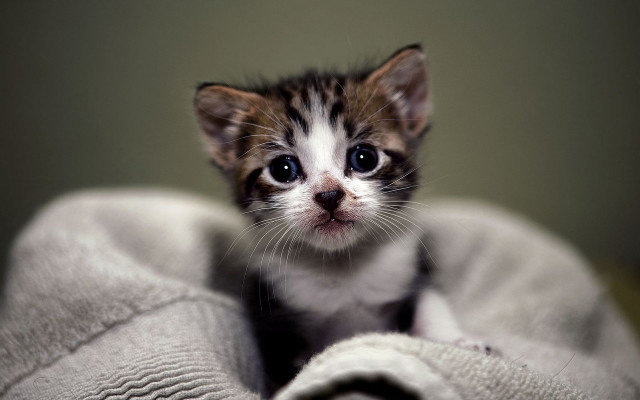 Small kitten sad blanket looking free wallpaper - medium preview image