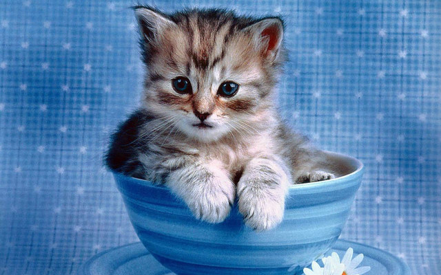 Kitten blue bowl flower lap free wallpaper - medium preview image