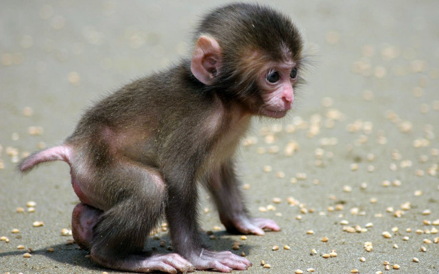 Small monkey beach grain camera #3 free wallpaper - medium preview image