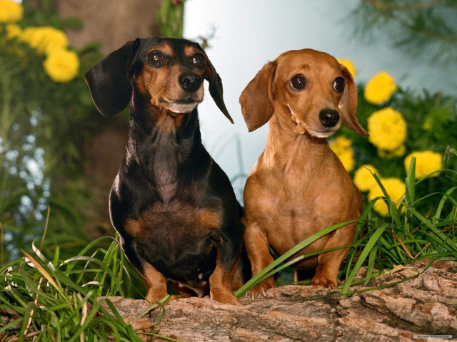 Two dogs sitting log grass free wallpaper - medium preview image
