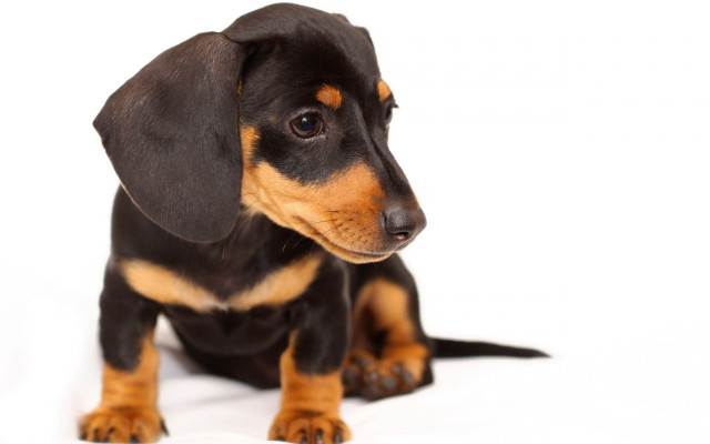 Small black brown dog white free wallpaper - medium preview image
