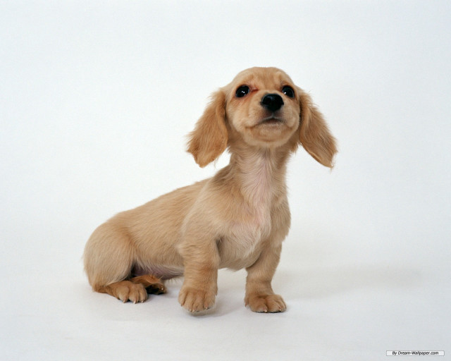 Small dog sitting white background free wallpaper - medium preview image