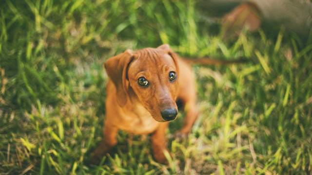 Small brown dog green grass free wallpaper - medium preview image